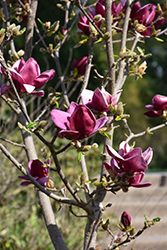 Genie Magnolia (Magnolia 'Genie') at A Very Successful Garden Center