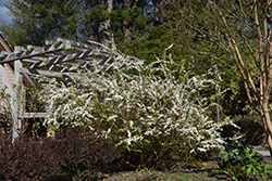 Ogon Spirea (Spiraea thunbergii 'Ogon') at A Very Successful Garden Center