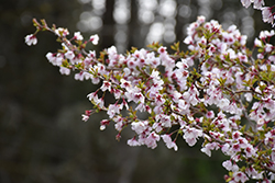 Little Twist Fuji Cherry (tree form) (Prunus incisa 'CarltonLT') at A Very Successful Garden Center
