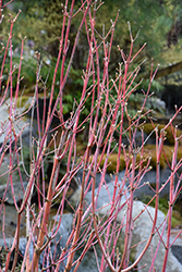 Ueno Homare Japanese Maple (Acer palmatum 'Ueno Homare') at A Very Successful Garden Center