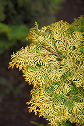 Golden Hinoki Falsecypress (Chamaecyparis obtusa 'Aurea') at A Very Successful Garden Center