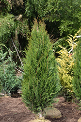 Virescens Red Cedar (Thuja plicata 'Virescens') at A Very Successful Garden Center