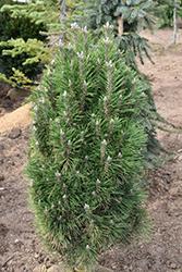 Frank's Austrian Pine (Pinus nigra 'Frank') at A Very Successful Garden Center