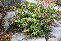 Coast Fetterbush (Leucothoe axillaris) at Stonegate Gardens