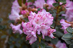 Pink Snowflakes Rhododendron (Rhododendron 'Pink Snowflakes') at A Very Successful Garden Center