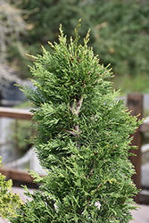 Emerald Isle Leyland Cypress (Cupressocyparis x leylandii 'Moncal') at A Very Successful Garden Center