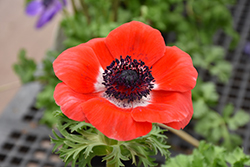 Marianne Red Windflower (Anemone coronaria 'Marianne Red') at A Very Successful Garden Center