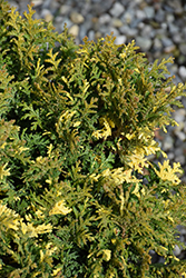 Nana Variegata Falsecypress (Chamaecyparis pisifera 'Nana Variegata') at A Very Successful Garden Center