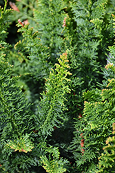 Fernleaf Hinoki Falsecypress (Chamaecyparis obtusa 'Filicoides Compacta') at A Very Successful Garden Center