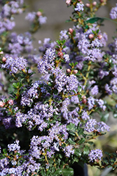 Blue Jeans California Lilac (Ceanothus 'Blue Jeans') at A Very Successful Garden Center