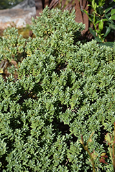 Sutherland Hebe (Hebe pinguifolia 'Sutherlandii') at Lakeshore Garden Centres