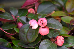 Peppermint Pearl  Wintergreen (Gaultheria procumbens 'SpecGP11') at Lakeshore Garden Centres