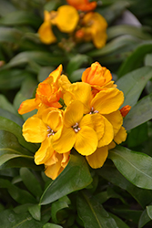Sugar Rush Orange Wallflower (Erysimum 'Sugar Rush Orange') at A Very Successful Garden Center