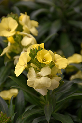 Sugar Rush Primrose Wallflower (Erysimum 'Sugar Rush Primrose') at A Very Successful Garden Center