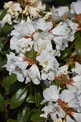 Snow Lady Rhododendron (Rhododendron 'Snow Lady') at Stonegate Gardens