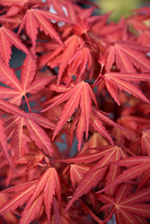 First Flame Maple (Acer 'IslFirFl') at A Very Successful Garden Center