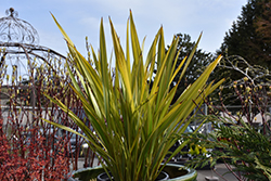 Apricot Queen New Zealand Flax (Phormium tenax 'Apricot Queen') at A Very Successful Garden Center