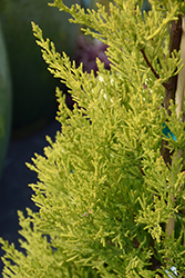 Donard Gold Monterey Cypress (Cupressus macrocarpa 'Donard Gold') at A Very Successful Garden Center