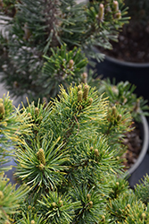 Catherine Elizabeth Japanese White Pine (Pinus parviflora 'Catherine Elizabeth') at A Very Successful Garden Center