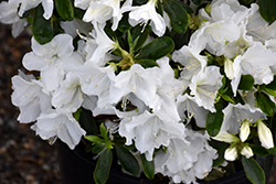 Hino White Azalea (Rhododendron 'Hino White') at A Very Successful Garden Center