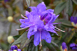 Starry Night Rhododendron (Rhododendron 'Starry Night') at Stonegate Gardens