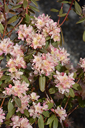 Mary Fleming Rhododendron (Rhododendron 'Mary Fleming') at A Very Successful Garden Center
