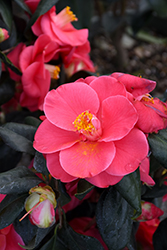 Anacostia Camellia (Camellia japonica 'Anacostia') at A Very Successful Garden Center