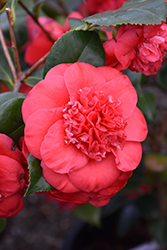 April Tryst Camellia (Camellia japonica 'April Tryst') at Lakeshore Garden Centres