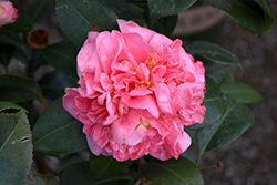 Pink Parade Camellia (Camellia japonica 'Pink Parade') at A Very Successful Garden Center