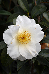 Silver Waves Camellia (Camellia japonica 'Silver Waves') at Stonegate Gardens