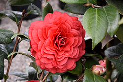 Vestito Rosso Camellia (Camellia japonica 'MonBella') at Lakeshore Garden Centres