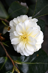 Buttermint Camellia (Camellia 'Buttermint') at A Very Successful Garden Center