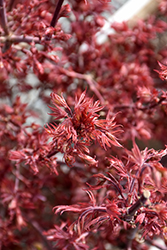 Fireball Japanese Maple (Acer palmatum 'Fireball') at A Very Successful Garden Center