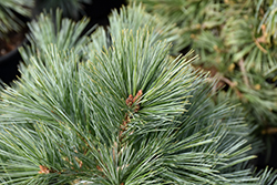 Patton's Silver Splendor White Pine (Pinus strobus 'Patton's Silver Splendor') at Lakeshore Garden Centres