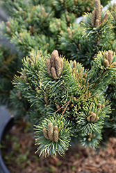 Kinpo Japanese White Pine (Pinus parviflora 'Kinpo') at Stonegate Gardens
