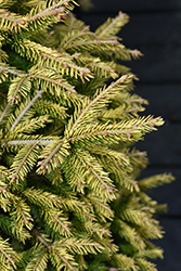 Firefly Golden Spruce (Picea orientalis 'Firefly') at A Very Successful Garden Center
