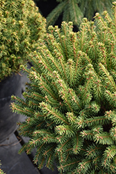 Fat Cat Norway Spruce (Picea abies 'Fat Cat') at A Very Successful Garden Center