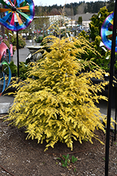 Golden Duke Hemlock (Tsuga canadensis 'MonJers') at A Very Successful Garden Center
