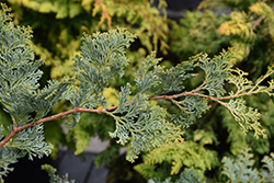 Gimborn Beauty Hinoki Falsecypress (Chamaecyparis obtusa 'Gimborn Beauty') at A Very Successful Garden Center