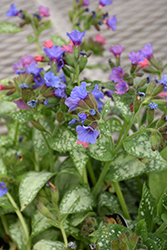 High Contrast Lungwort (Pulmonaria 'High Contrast') at A Very Successful Garden Center