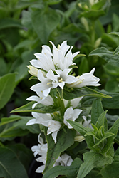 White Clustered Bellflower (Campanula glomerata var. alba) at Stonegate Gardens