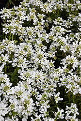 Snow Cone Candytuft (Iberis sempervirens 'Snow Cone') at Stonegate Gardens