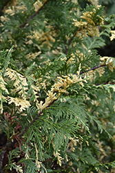 Variegated Nootka Cypress (Chamaecyparis nootkatensis 'Variegata') at A Very Successful Garden Center