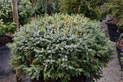 Dwarf Serbian Spruce (Picea omorika 'Nana') at A Very Successful Garden Center