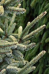 Aureovariegata Black Spruce (Picea mariana 'Aureovariegata') at A Very Successful Garden Center