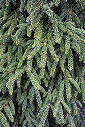 Atrovirens Oriental Spruce (Picea orientalis 'Atrovirens') at A Very Successful Garden Center