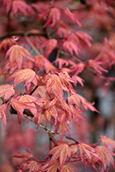 Chishio Japanese Maple (Acer palmatum 'Chishio') at A Very Successful Garden Center