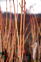 Winter Gold Snakebark Maple (Acer rufinerve 'Winter Gold') at A Very Successful Garden Center