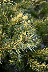 Ogon Janome Japanese White Pine (Pinus parviflora 'Ogon Janome') at Lakeshore Garden Centres