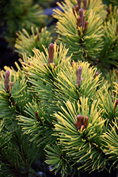 Carsten's Wintergold Mugo Pine (Pinus mugo 'Carsten's Wintergold') at The Mustard Seed